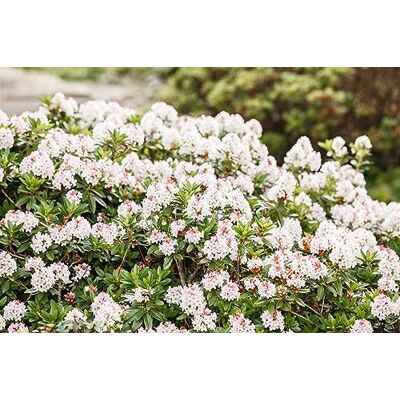 Bloombux Rhododendron '' 25-30 cm Topf winterhart immergrün Heckenpflanze Alpenrose, kompakter Wuchs, zartrosa Blüte, immergrün, sonnig bis halbschattig, Hecke, winterhart Bloombux Rhododendron '' 25-30 cm Topf winterhart immergrün Heckenpflanze Alpenrose, kompakter Wuchs, zartrosa Blüte, immergrün, sonnig bis halbschattig, Hecke, winterhart