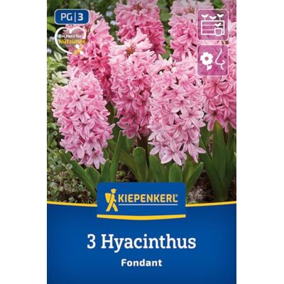 Kiepenkerl Hyazinthe Fondant 2600004 Blumenzwiebeln, Hyazinthenzwiebeln, rosa Hyazinthe mit duftenden rosafarbenen Blüten, 20 cm hoch, für Beet, Kübel und Balkon, März-April-Blüte Kiepenkerl Hyazinthe Fondant 2600004 Blumenzwiebeln, Hyazinthenzwiebeln, rosa Hyazinthe mit duftenden rosafarbenen Blüten, 20 cm hoch, für Beet, Kübel und Balkon, März-April-Blüte