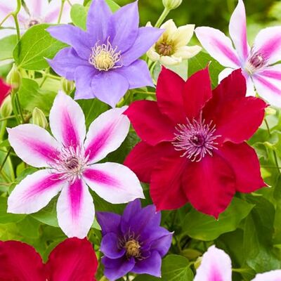 GardenersDream 4x Kletterpflanzen Winterhart Mix Clematis Winterhart Mehrjährig Pflanzen im 9cm Topf Balkon Pflanzen Kollektion 20-30cm Höhe GardenersDream 4x Kletterpflanzen Winterhart Mix Clematis Winterhart Mehrjährig Pflanzen im 9cm Topf Balkon Pflanzen Kollektion 20-30cm Höhe