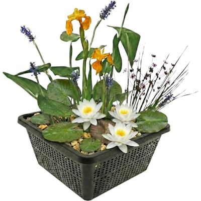 vdvelde.com Miniteich Set Weiß, Zwergseerose und 4 Wasserpflanzen Teichset komplett mit Pflanzkorb, Substrat und Dünger, gelbe Schwertlilie, Hechtkraut, Setztiefe 10-20 cm vdvelde.com Miniteich Set Weiß, Zwergseerose und 4 Wasserpflanzen Teichset komplett mit Pflanzkorb, Substrat und Dünger, gelbe Schwertlilie, Hechtkraut, Setztiefe 10-20 cm