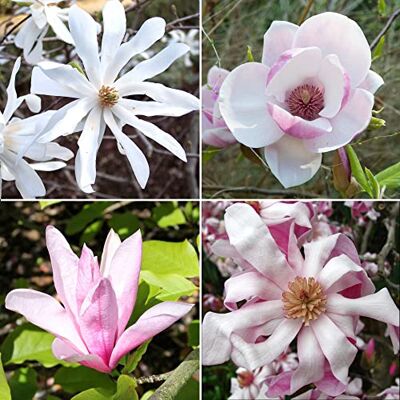GardenersDream 2 x Magnolienbaum Duo Mischung aus blühenden Laubsträuchern für den Gartenrand Sternmagnolie Winterhart & Tulpenmagnolie im 9cm Topf GardenersDream 2 x Magnolienbaum Duo Mischung aus blühenden Laubsträuchern für den Gartenrand Sternmagnolie Winterhart & Tulpenmagnolie im 9cm Topf