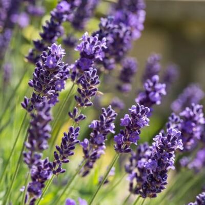 Generic 4 x Echter Lavendel XL – Lavandula angustifolia – Winterharte Duftpflanze im 2L Topf (10-20 cm Höhe) – Mehrjährig & Bienenfreundlich Generic 4 x Echter Lavendel XL – Lavandula angustifolia – Winterharte Duftpflanze im 2L Topf (10-20 cm Höhe) – Mehrjährig & Bienenfreundlich