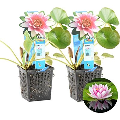 Bloomique 2er-Set Nymphaea Attraction Rote Seerose Zone 4 Teichpflanzen Winterhart Wasserpflanzen Höhe 20-30 cm Topf 11 cm Bloomique 2er-Set Nymphaea Attraction Rote Seerose Zone 4 Teichpflanzen Winterhart Wasserpflanzen Höhe 20-30 cm Topf 11 cm