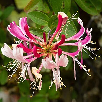GardenersDream Lonicera serotina, laubabwerfende blühende Kletterpflanze, robuste Gartenpflanze im Topf. GardenersDream Lonicera serotina, laubabwerfende blühende Kletterpflanze, robuste Gartenpflanze im Topf.