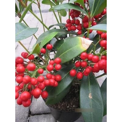 Baumschule Pflanzenvielfalt Skimmia japonica Temptation Japanische Fruchtskimmie 30-40cm Baumschule Pflanzenvielfalt Skimmia japonica Temptation Japanische Fruchtskimmie 30-40cm
