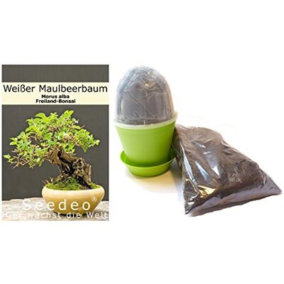 Seedeo Bonsai Anzuchtset Weißer Maulbeerbaum (Morus alba) Seedeo Bonsai Anzuchtset Weißer Maulbeerbaum (Morus alba)