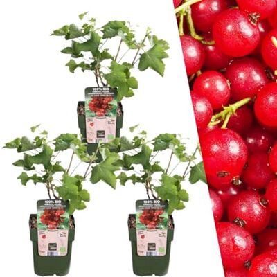 Plants by Frank Ribes Rubrum, 3x BIO-Stachelbeeren Pflanzen, Ø 13 cm Stachelbeerpflanzen Stachelbeerstrauch, Obstgarten, Obstbäume, Gemüsegarten, Gartenpflanzen, Topf 13 cm, Höhe: 20 cm Plants by Frank Ribes Rubrum, 3x BIO-Stachelbeeren Pflanzen, Ø 13 cm Stachelbeerpflanzen Stachelbeerstrauch, Obstgarten, Obstbäume, Gemüsegarten, Gartenpflanzen, Topf 13 cm, Höhe: 20 cm