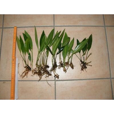 Mühlan Wasserpflanzen 1 lose Pflanze Anubia Congensis, Wasserpflanzen Mühlan Wasserpflanzen 1 lose Pflanze Anubia Congensis, Wasserpflanzen