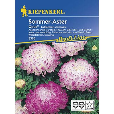 Kiepenkerl Sommer Aster Opus von Kiepenkerl Sommer Aster Opus von