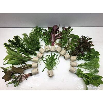 tubis-de aqua Aquarienpflanzen Wasserpflanzen verschiedene 10 Bund 60 Stängel tubis-de aqua Aquarienpflanzen Wasserpflanzen verschiedene 10 Bund 60 Stängel