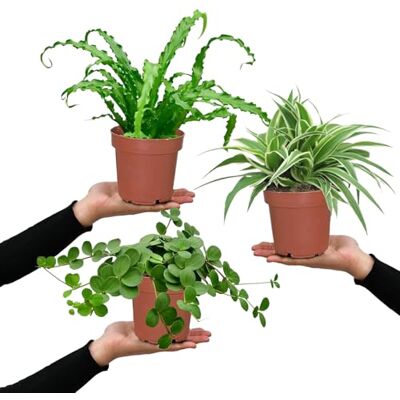 Green Me Up Nestfarn, Grünlilie & Zwergpfeffer – Hängende Zimmerpflanzen Katzenliebe Tierfreundliches Set frisch aus der Gärtnerei – Höhe 15-30 cm – Töpfe 10,5-12 cm – Green Me Up Nestfarn, Grünlilie & Zwergpfeffer – Hängende Zimmerpflanzen Katzenliebe Tierfreundliches Set frisch aus der Gärtnerei – Höhe 15-30 cm – Töpfe 10,5-12 cm –