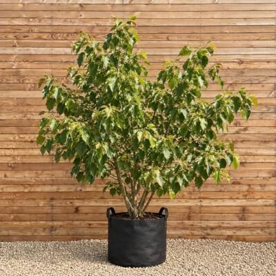 PlantaPro Henrys Linde mehrstämmig, Höhe 150-200 cm PlantaPro Henrys Linde mehrstämmig, Höhe 150-200 cm