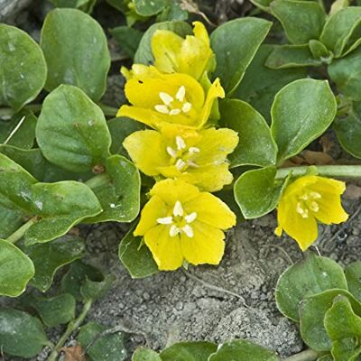 Arborix 6 x Pfennigkraut Lysimachia Nummularia Topf 9x9cm Arborix 6 x Pfennigkraut Lysimachia Nummularia Topf 9x9cm