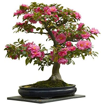 Seedeo Bonsai Anzuchtset Japanische Kamelie (Camellia japonica) Seedeo Bonsai Anzuchtset Japanische Kamelie (Camellia japonica)