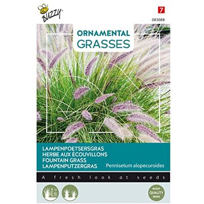 Arborix Buzzy Ornamental Grasses, Lampenputzergras Arborix Buzzy Ornamental Grasses, Lampenputzergras