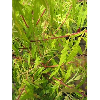 Baumschule Pflanzenvielfalt Rhus typhina Tiger Eyes ® Gelbgrüner Essigbaum Hirschkolbensumach 60-100 Baumschule Pflanzenvielfalt Rhus typhina Tiger Eyes ® Gelbgrüner Essigbaum Hirschkolbensumach 60-100