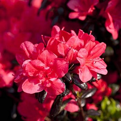 PlantaPro Japanische Azalee 'Maruschka' 20-25 cm Rhododendron obtusum immergrün Rhododendron obtusum, rote Blüten im Frühjahr, halbschattig, humoser Boden, kompakter Wuchs, winterhart, für Kübel und Beet PlantaPro Japanische Azalee 'Maruschka' 20-25 cm Rhododendron obtusum immergrün Rhododendron obtusum, rote Blüten im Frühjahr, halbschattig, humoser Boden, kompakter Wuchs, winterhart, für Kübel und Beet