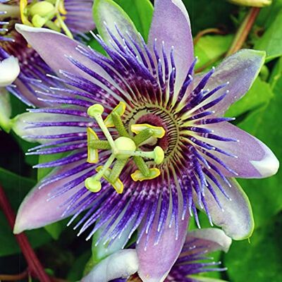GardenersDream Passiflora Purple Rain Purpur Passionsblume Pflanze Kletterpflanzen Intensiv Balkon Pflanzen Großblumig GardenersDream Passiflora Purple Rain Purpur Passionsblume Pflanze Kletterpflanzen Intensiv Balkon Pflanzen Großblumig