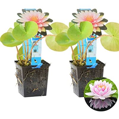 Bloomique 2er-Set Nymphaea Md Wilfron Gonnere Rosa Seerose Zone 4 Teichpflanzen Winterhart Wasserpflanzen Höhe 20-30 cm Topf 11 cm Bloomique 2er-Set Nymphaea Md Wilfron Gonnere Rosa Seerose Zone 4 Teichpflanzen Winterhart Wasserpflanzen Höhe 20-30 cm Topf 11 cm