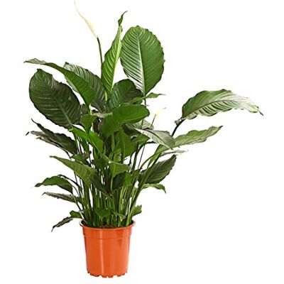 Dehner Einblatt Silvana, weiße Blütenkolben, ca. 90-100 cm, Ø Topf 24 cm Spathiphyllum wallisii 'Silvana', luftreinigende Zimmerpflanze, für halbschattige bis schattige Standorte Dehner Einblatt Silvana, weiße Blütenkolben, ca. 90-100 cm, Ø Topf 24 cm Spathiphyllum wallisii 'Silvana', luftreinigende Zimmerpflanze, für halbschattige bis schattige Standorte