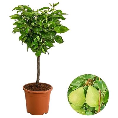Dehner Zwergbirne Luisa, saftige Früchte, ca. 80-90 cm, 6 l Topf Pyrus communis, zwergförmiger Obstbaum, Befruchter-Sorte benötigt, Erntezeit August/September Dehner Zwergbirne Luisa, saftige Früchte, ca. 80-90 cm, 6 l Topf Pyrus communis, zwergförmiger Obstbaum, Befruchter-Sorte benötigt, Erntezeit August/September