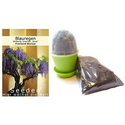 Seedeo Bonsai Anzuchtset Blauregen (Wisteria sinensis „blue“) Seedeo Bonsai Anzuchtset Blauregen (Wisteria sinensis „blue“)