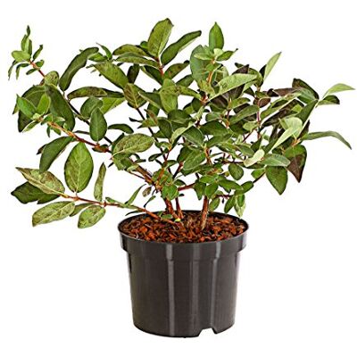 Dehner Honigbeere Russlana, süsse blaue Früchte, ca. 30-40 cm, 3 l Topf Lonicera caerulea var. Kamschatica, Maibeere, mit glockenförmigen Blüten, Befruchtersorte benötigt, Erntezeit Mai/Juni Dehner Honigbeere Russlana, süsse blaue Früchte, ca. 30-40 cm, 3 l Topf Lonicera caerulea var. Kamschatica, Maibeere, mit glockenförmigen Blüten, Befruchtersorte benötigt, Erntezeit Mai/Juni