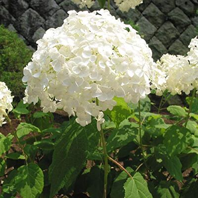 Arborix 3 x Hydrangea 'Annabelle' Hortensien Virginia 'Annabelle' 30-50 cm Container Arborix 3 x Hydrangea 'Annabelle' Hortensien Virginia 'Annabelle' 30-50 cm Container