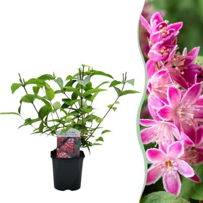 Green boutiQ GreenboutiQ Sträucher Deutzia hybrida Strawbery Fields Blüte Rosa 1 Pflanze Laubabwerfend Wenig Pflege Topf 17cm Höhe 45cm Green boutiQ GreenboutiQ Sträucher Deutzia hybrida Strawbery Fields Blüte Rosa 1 Pflanze Laubabwerfend Wenig Pflege Topf 17cm Höhe 45cm