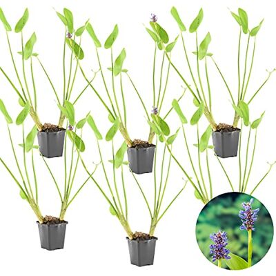 Bloomique 6er-Set Ponterderia Cordata Hechtkraut Teichpflanzen Winterhart Wasserpflanzen Zone 2-3 Höhe 10-20 cm Topf 9 cm Bloomique 6er-Set Ponterderia Cordata Hechtkraut Teichpflanzen Winterhart Wasserpflanzen Zone 2-3 Höhe 10-20 cm Topf 9 cm