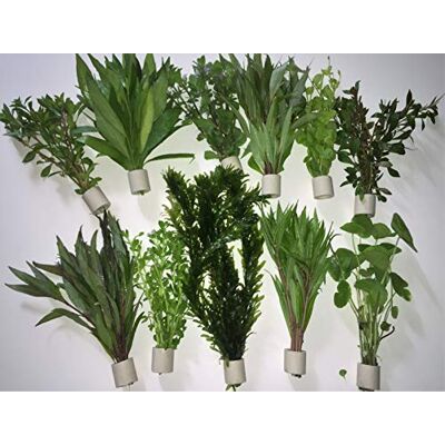 VKY Aquarienpflanzen Wasserpflanzen verschiedene 50 Stängel 5 Extra dick Bund VKY Aquarienpflanzen Wasserpflanzen verschiedene 50 Stängel 5 Extra dick Bund