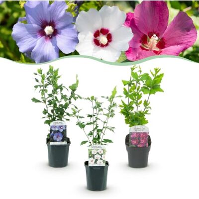 Green boutiQ GreenboutiQ Sträucher Hibiscus syriacus Tricolour Blüte Rosa, Weiß und Blau 3 Pflanzen Laubabwerfend Wenig Pflegeaufwand Topf 17cm Höhe 45cm Green boutiQ GreenboutiQ Sträucher Hibiscus syriacus Tricolour Blüte Rosa, Weiß und Blau 3 Pflanzen Laubabwerfend Wenig Pflegeaufwand Topf 17cm Höhe 45cm