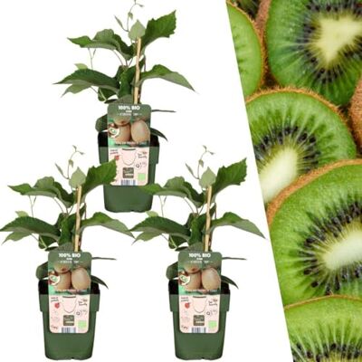 Plants by Frank Actinidia Deliciosa, 3x BIO-Kiwi Pflanzen, Ø 13 cm Kiwipflanzen, 100% Biologisch, Kletterpflanze, Obstgarten, Obstbäume, Gemüsegarten, Gartenpflanzen, Topf 13 cm, Höhe: 20 cm Plants by Frank Actinidia Deliciosa, 3x BIO-Kiwi Pflanzen, Ø 13 cm Kiwipflanzen, 100% Biologisch, Kletterpflanze, Obstgarten, Obstbäume, Gemüsegarten, Gartenpflanzen, Topf 13 cm, Höhe: 20 cm