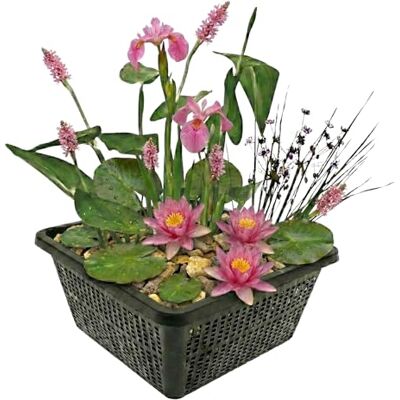 S VD VELDE WATERPLANTEN vdvelde.com Miniteich Set Rosa mit Zwergseerose, 4 Wasserpflanzen Blühende Schwertlilie und Hechtkraut, inklusive Pflanzkorb, Substrat, Dünger, Blüte Mai bis September S VD VELDE WATERPLANTEN vdvelde.com Miniteich Set Rosa mit Zwergseerose, 4 Wasserpflanzen Blühende Schwertlilie und Hechtkraut, inklusive Pflanzkorb, Substrat, Dünger, Blüte Mai bis September
