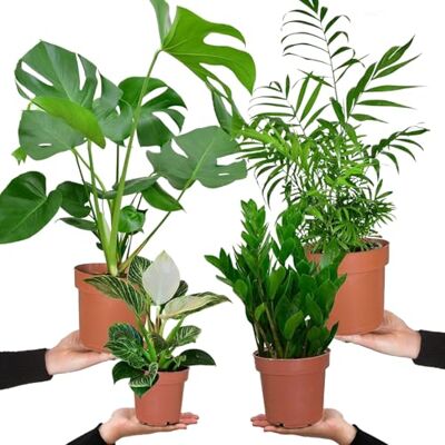 Green Me Up 4er Zimmerpflanzen Set mit Bergpalme, Monstera, Philodendron Birkin und Glücksfeder – pflegeleicht und frisch aus der Gärtnerei – Höhe 20–70 cm, Töpfe 10,5–17 cm – für Wohnung & Büro – Green Me Up 4er Zimmerpflanzen Set mit Bergpalme, Monstera, Philodendron Birkin und Glücksfeder – pflegeleicht und frisch aus der Gärtnerei – Höhe 20–70 cm, Töpfe 10,5–17 cm – für Wohnung & Büro –