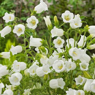 GardenersDream Campanula Jingle White Pflanze im Topf – Faszinierende Weiße Glockenblume – Winterharte Mehrjährige Gartenpflanze für Cottage-Garten und Beete (inkl. 11 cm Topf) GardenersDream Campanula Jingle White Pflanze im Topf – Faszinierende Weiße Glockenblume – Winterharte Mehrjährige Gartenpflanze für Cottage-Garten und Beete (inkl. 11 cm Topf)