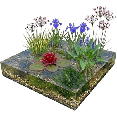 vdvelde.com Teichpflanzen Set Rot 100-400 Liter, Seerose, 24 Pflanzen Rote Blütenpracht für Miniteich und Wannenteich, Pflanztiefe 1 bis 100 cm, inklusive Körbe, Substrat und Dünger vdvelde.com Teichpflanzen Set Rot 100-400 Liter, Seerose, 24 Pflanzen Rote Blütenpracht für Miniteich und Wannenteich, Pflanztiefe 1 bis 100 cm, inklusive Körbe, Substrat und Dünger