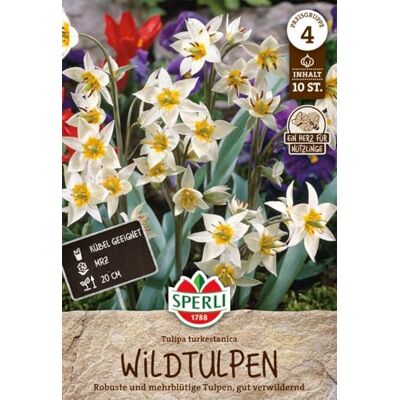 Sperli Wildtulpe turkestanica 455649 Blumenzwiebeln Tulpen Wildtulpen Tulipa turkestanica botanische Tulpen mehrblütig weiß-gelb, frühblühend März, winterhart, für Kübel & Balkonkästen Sperli Wildtulpe turkestanica 455649 Blumenzwiebeln Tulpen Wildtulpen Tulipa turkestanica botanische Tulpen mehrblütig weiß-gelb, frühblühend März, winterhart, für Kübel & Balkonkästen