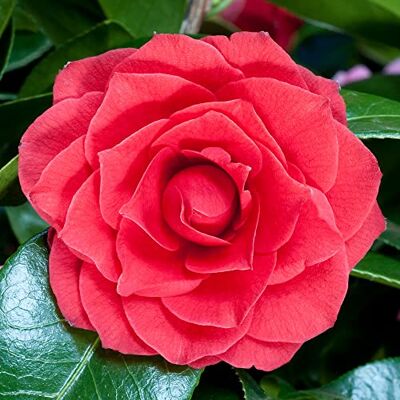 GardenersDream 2 x Gardeners Dream Camellia Japonica 'Black Tie' -Japanische Kamelie Winterhart & Immergrün Winterharte Pflanzen für Garten, Kübel & Balkon Sträucher Winterhart Blühend im 9cm topf GardenersDream 2 x Gardeners Dream Camellia Japonica 'Black Tie' -Japanische Kamelie Winterhart & Immergrün Winterharte Pflanzen für Garten, Kübel & Balkon Sträucher Winterhart Blühend im 9cm topf