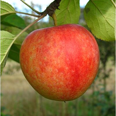 PlantaPro Apfelbaum 'Cox Orange' 150 cm Malus domestica winterhart Obstbaum Malus domestica, weiße bis rosa Blüte im Frühjahr, mittelstarker Wuchs, sonnig bis halbschattig, Tafelapfel, winterhart PlantaPro Apfelbaum 'Cox Orange' 150 cm Malus domestica winterhart Obstbaum Malus domestica, weiße bis rosa Blüte im Frühjahr, mittelstarker Wuchs, sonnig bis halbschattig, Tafelapfel, winterhart