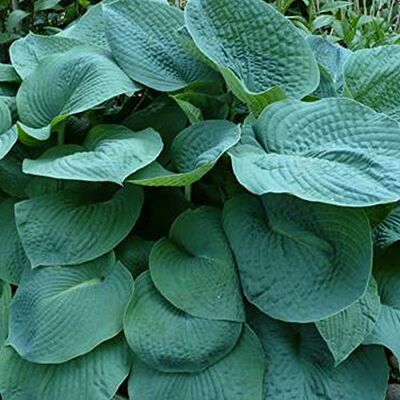 Arborix 6 x Hosta 'Big Daddy' Große blaugraue Funkie Big Daddy Topf 9x9cm Arborix 6 x Hosta 'Big Daddy' Große blaugraue Funkie Big Daddy Topf 9x9cm