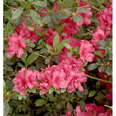 Baumschule Japanische Azalee Muttertag 25-30cm Rhododendron obtusum Zwerg Alpenrose lebende Gartenpflanze aus den n Baumschule Japanische Azalee Muttertag 25-30cm Rhododendron obtusum Zwerg Alpenrose lebende Gartenpflanze aus den n