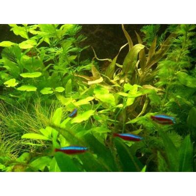 Mühlan Wasserpflanzen 100 Wasserpflanzen für den Vordergrund, 15 Bund + Dünger und Wasseraufbereiter Mühlan Wasserpflanzen 100 Wasserpflanzen für den Vordergrund, 15 Bund + Dünger und Wasseraufbereiter