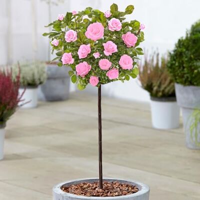 GardenersDream Rosa Standardstamm Bunte Rosenpflanzen für den Außenbereich, blühende Gartenrosen in Pflanzgefäßen (120-140cm) GardenersDream Rosa Standardstamm Bunte Rosenpflanzen für den Außenbereich, blühende Gartenrosen in Pflanzgefäßen (120-140cm)