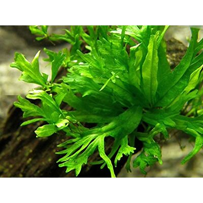 Unbekannt Microsorum pteropus 'Windeløv'/Javafarn Windelov Unbekannt Microsorum pteropus 'Windeløv'/Javafarn Windelov