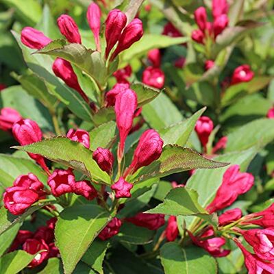 GardenersDream Weigelie All Summer Red Winterharter blühender Gartenstrauch GardenersDream Weigelie All Summer Red Winterharter blühender Gartenstrauch