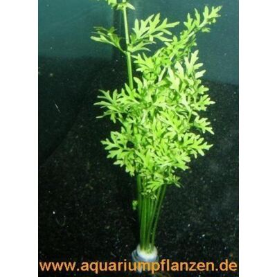 Mühlan Wasserpflanzen 3 Bund Hornfarn, Ceratopteris cornuta, Sumatrafarn Mühlan Wasserpflanzen 3 Bund Hornfarn, Ceratopteris cornuta, Sumatrafarn