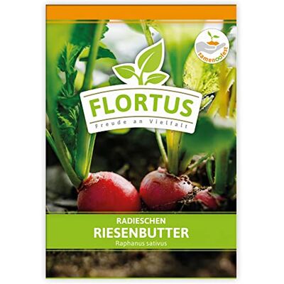 FLORTUS Freude an Vielfalt FLORTUS Radieschen Riesenbutter Gemüsesamen Radieschensamen Samen zur Anzucht für Garten, Balkon, Küche & Fensterbank FLORTUS Freude an Vielfalt FLORTUS Radieschen Riesenbutter Gemüsesamen Radieschensamen Samen zur Anzucht für Garten, Balkon, Küche & Fensterbank