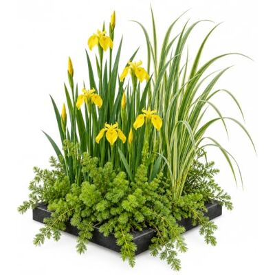 vdvelde.com Pflanzenfilter Teich, Pflanzinsel mit 4 Wasserpflanzen Klärt Gartenteich auf natürliche Weise, Gelbe Schwertlilie und Kalmus, inklusive Korb, Substrat, Dünger vdvelde.com Pflanzenfilter Teich, Pflanzinsel mit 4 Wasserpflanzen Klärt Gartenteich auf natürliche Weise, Gelbe Schwertlilie und Kalmus, inklusive Korb, Substrat, Dünger