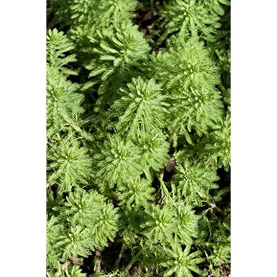 Bloomique 2er-Set Myriophyllum Red Stem Rotstängelige Papageienfeder Teichpflanzen Winterhart Wasserpflanzen Zone 2-3-4-5 Höhe 10-20 cm Topf 11 cm Bloomique 2er-Set Myriophyllum Red Stem Rotstängelige Papageienfeder Teichpflanzen Winterhart Wasserpflanzen Zone 2-3-4-5 Höhe 10-20 cm Topf 11 cm